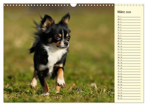 Produktbild: Chihuahua - Kleine Hunde ganz gro&szlig; (Wandkalender 2026 DIN A3 quer), CALVENDO Monatskalender