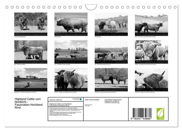 Produktbild: Highland Cattle vom Nordlicht - Faszination Hochland Rind (Wandkalender 2026 DIN A4 quer), CALVENDO Monatskalender