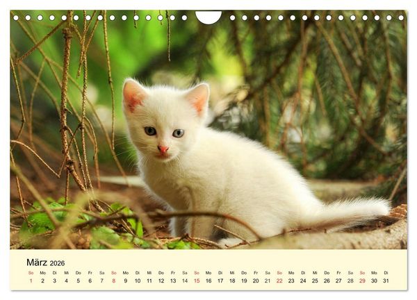 Produktbild: Putzige Katzenkinder. Drollige K&auml;tzchen entdecken die Welt! (Wandkalender 2026 DIN A4 quer), CALVENDO Monatskalender