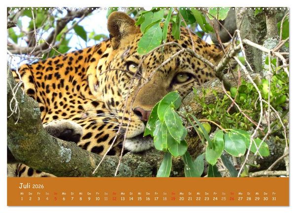 Produktbild: Auge in Auge mit den Tieren Afrikas (hochwertiger Premium Wandkalender 2026 DIN A2 quer), Kunstdruck in Hochglanz