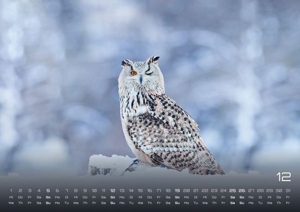 Produktbild: Eulen - W&auml;chter der Nacht - 2027 - Kalender DIN A2