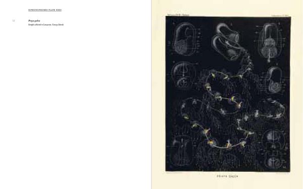 Produktbild: Art Forms from the Abyss