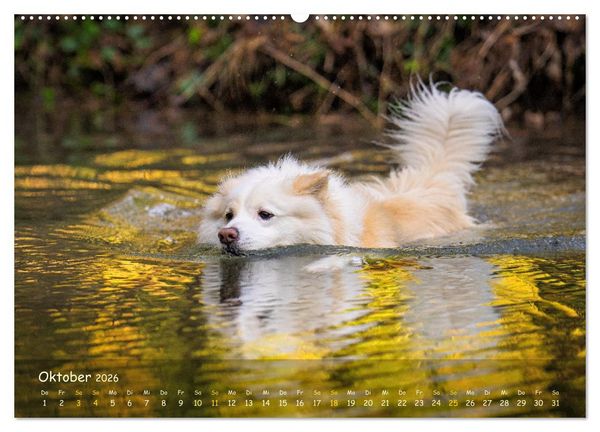 Produktbild: Mein isl&auml;ndischer Wasserhund (Wandkalender 2026 DIN A2 quer), CALVENDO Monatskalender