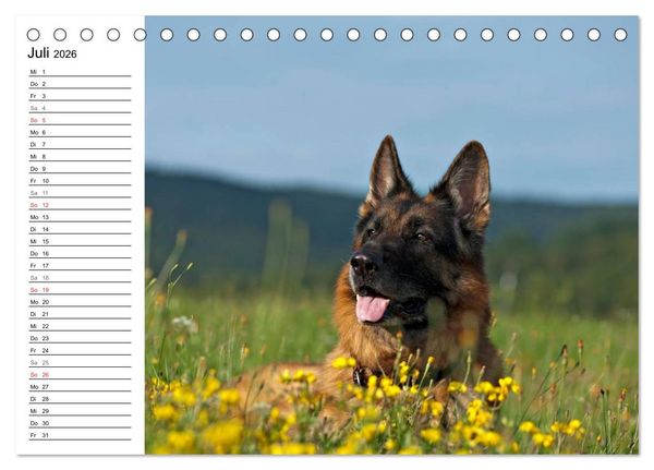 Produktbild: Deutsche Sch&auml;ferhunde - Senioren auf vier Pfoten (Tischkalender 2026 DIN A5 quer), CALVENDO Monatskalender