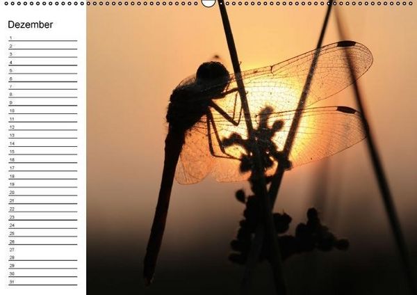 Produktbild: Libellen Geburtstagskalender (Wandkalender immerw&auml;hrend DIN A2 quer)