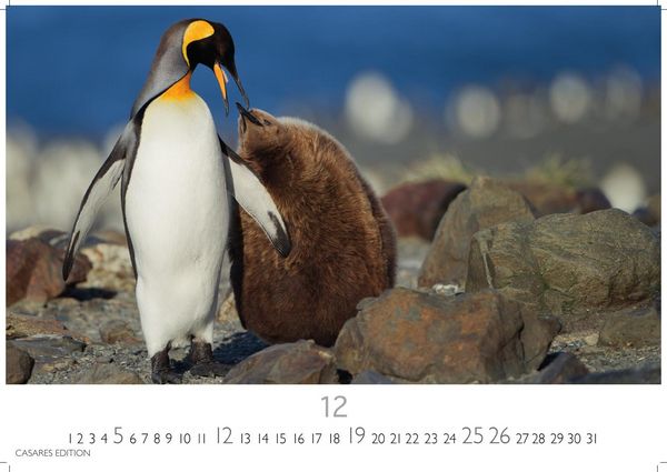 Produktbild: Pinguine Kalender 2027 &ndash; Wandkalender | Fotokalender Tierkalender 24x35cm | . mit niedlichen Pinguin-Motiven im antarktischen Lebensraum.