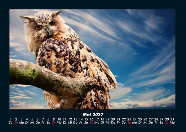 Produktbild: V&ouml;gel 2027 Fotokalender DIN A4
