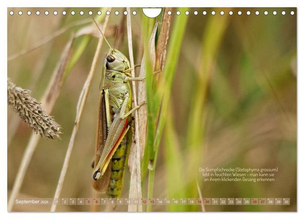 Produktbild: Frankens Insekten (Wandkalender 2026 DIN A4 quer), CALVENDO Monatskalender