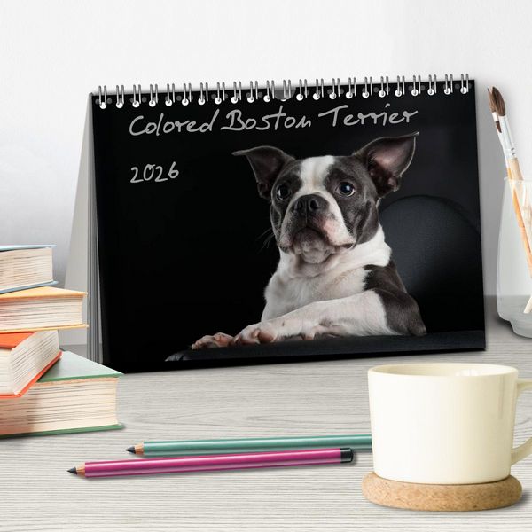 Produktbild: Colored Boston Terrier 2026 (Tischkalender 2026 DIN A5 quer), CALVENDO Monatskalender