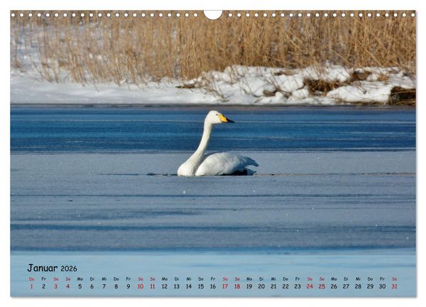 Produktbild: Wilder Nordosten - Aug in Aug mit Tieren der Ostseeregion (Wandkalender 2026 DIN A3 quer), CALVENDO Monatskalender