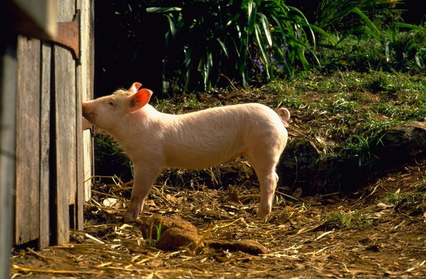 Produktbild: Ein Schweinchen namens Babe