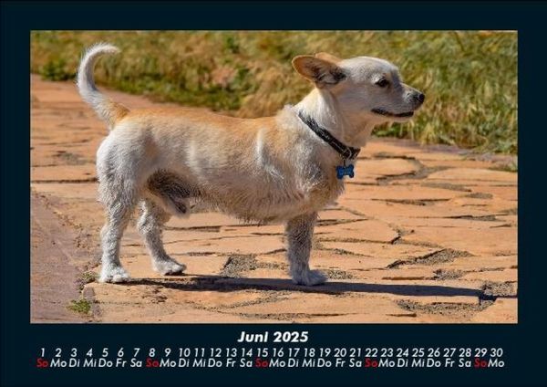 Produktbild: Der Hundekalender 2025 Fotokalender DIN A5
