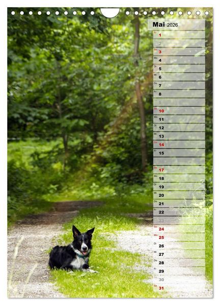 Produktbild: Mein Border Collie (Wandkalender 2026 DIN A4 hoch), CALVENDO Monatskalender