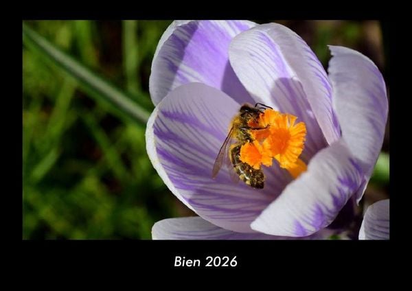 Produktbild: Bien 2026 Fotokalender DIN A3