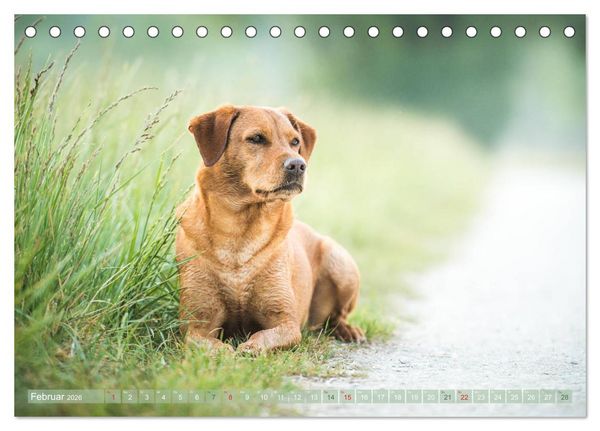 Produktbild: Faszination Labrador - gelb, foxred, schwarz (Tischkalender 2026 DIN A5 quer), CALVENDO Monatskalender