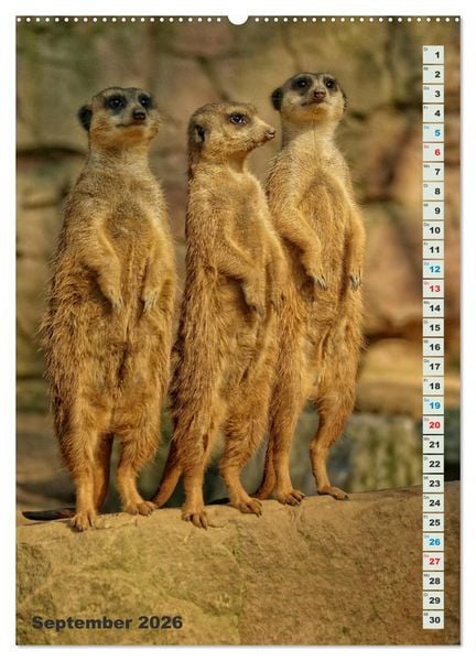 Produktbild: Erdm&auml;nnchen-Meerkats-Surikate (Wandkalender 2026 DIN A2 hoch), CALVENDO Monatskalender