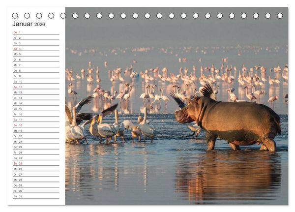 Produktbild: Emotionale Momente: Nilpferde hautnah (Tischkalender 2026 DIN A5 quer), CALVENDO Monatskalender
