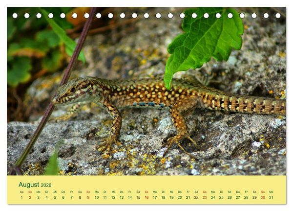 Produktbild: Flinke Eidechsen (Tischkalender 2026 DIN A5 quer), CALVENDO Monatskalender