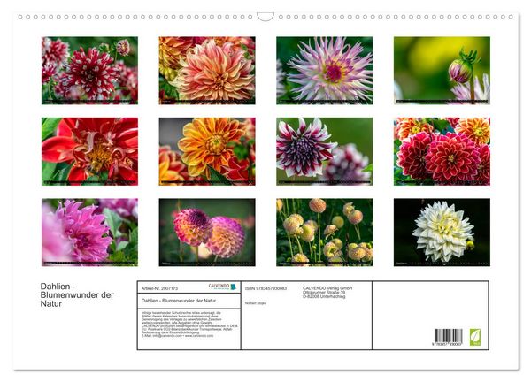 Produktbild: Dahlien - Blumenwunder der Natur (Wandkalender 2026 DIN A2 quer), CALVENDO Monatskalender