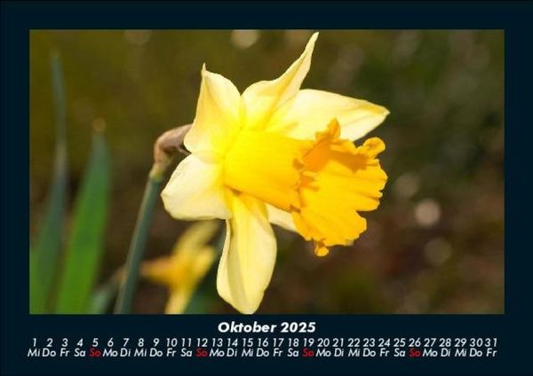 Produktbild: Blumenzauber 2025 Fotokalender DIN A5