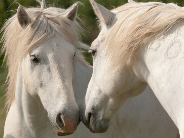 Produktbild: CALVENDO Puzzle Freundschaft unter Camargue-Pferden 1000 Teile Lege-Gr&ouml;&szlig;e 64 x 48 cm Foto-Puzzle Bild von Meike B&ouml;lts