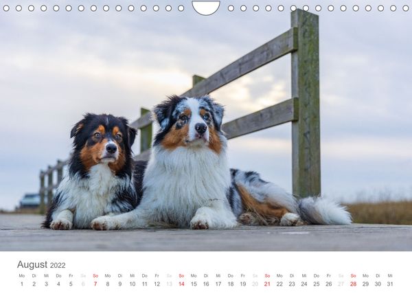 Produktbild: Australian Shepherd 2022 (Wandkalender 2022 DIN A4 quer)