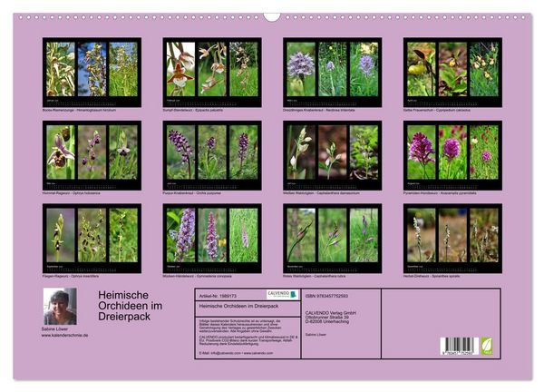Produktbild: Heimische Orchideen im Dreierpack (Wandkalender 2026 DIN A2 quer), CALVENDO Monatskalender