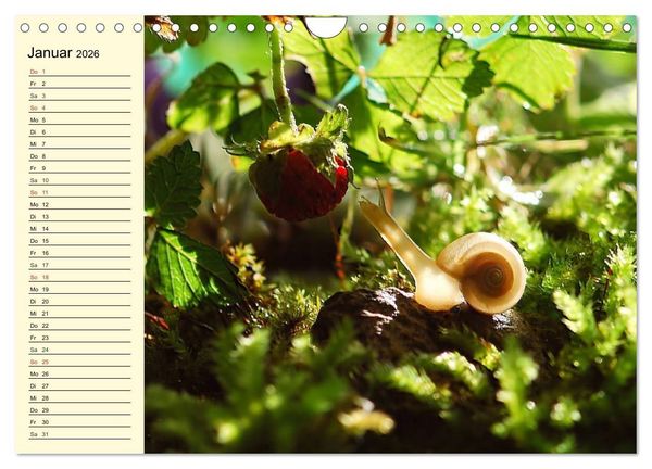 Produktbild: Schnecken. Witzige Schleimer (Wandkalender 2026 DIN A4 quer), CALVENDO Monatskalender