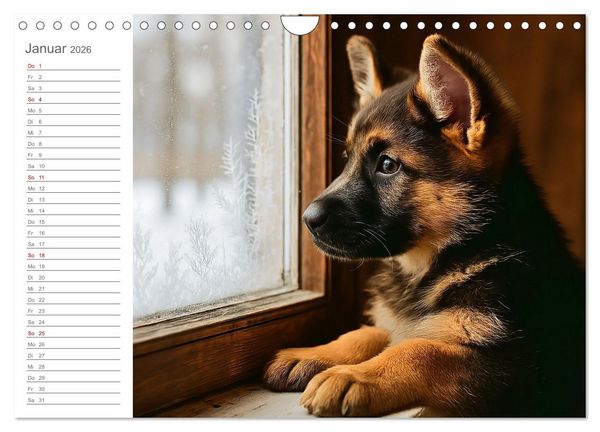 Produktbild: Sch&auml;ferhundliebe - Deine t&auml;gliche Dosis Welpenfreude &ndash; ganz ohne Gassi. (Wandkalender 2026 DIN A4 quer), CALVENDO Monatskalender