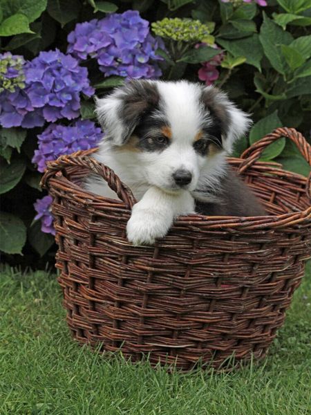 Produktbild: CALVENDO Puzzle Aussie-Welpe 1000 Teile Puzzle hoch | 1000 Teile Lege-Gr&ouml;&szlig;e 64 &times; 48 cm Foto-Puzzle f&uuml;r gl&uuml;ckliche Stunden