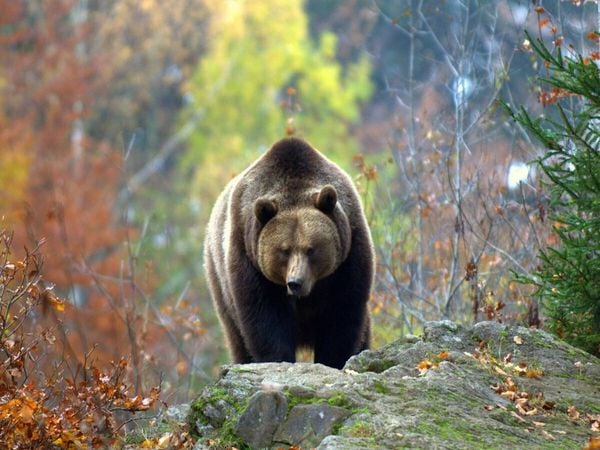 Produktbild: CALVENDO Puzzle Braunb&auml;r | 1000 Teile Lege-Gr&ouml;&szlig;e 64x48cm Foto-Puzzle f&uuml;r gl&uuml;ckliche Stunden