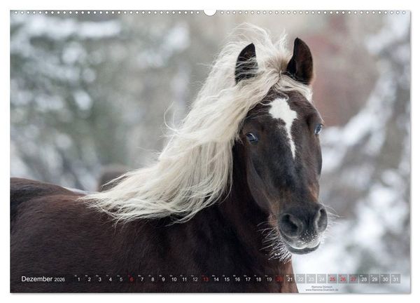 Produktbild: Faszination Kaltblut (Wandkalender 2026 DIN A2 quer), CALVENDO Monatskalender