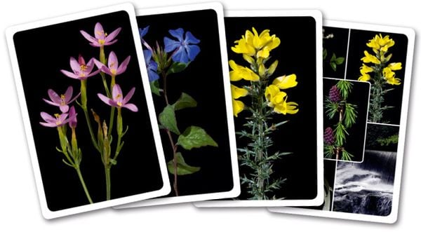 Produktbild: Heilen mit Bachbl&uuml;ten. Das Kartenset. Mit 42 Bachbl&uuml;ten-Karten und 46-seitigem Booklet