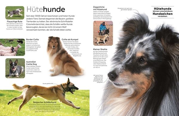 Produktbild: Memo Wissen. Hunde