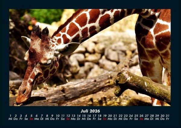 Produktbild: Giraffen 2026 Fotokalender DIN A4