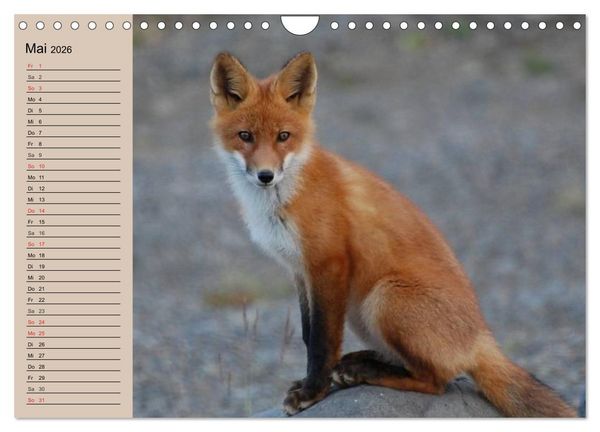 Produktbild: Der Fuchs. Bezaubernder Geselle (Wandkalender 2026 DIN A4 quer), CALVENDO Monatskalender