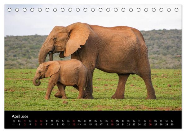Produktbild: Faszinierendes S&uuml;dafrika (Tischkalender 2026 DIN A5 quer), CALVENDO Monatskalender