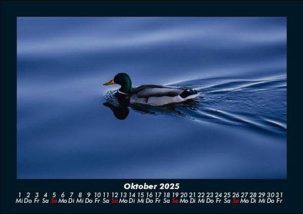 Produktbild: Enten 2025 Fotokalender DIN A5