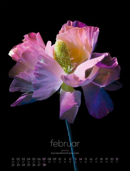 Produktbild: in bloom Kalender 2027