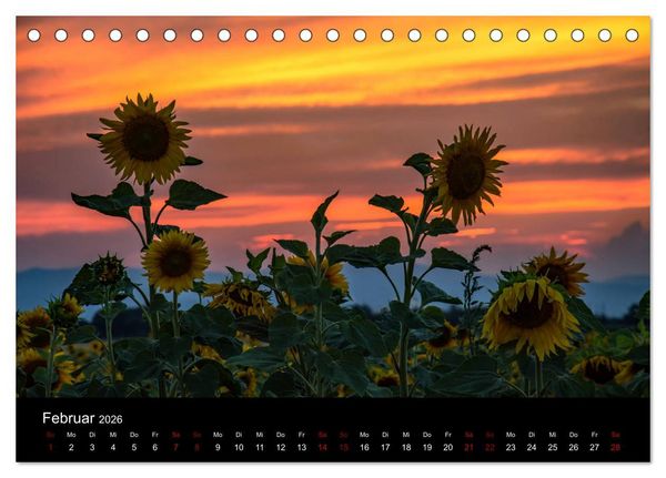 Produktbild: Blumen der Sonne (Tischkalender 2026 DIN A5 quer), CALVENDO Monatskalender