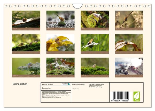 Produktbild: Schneckchen (Wandkalender 2026 DIN A4 quer), CALVENDO Monatskalender