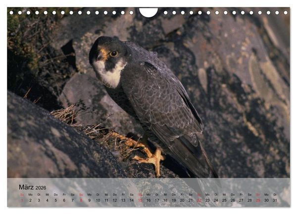 Produktbild: Falken und Greifv&ouml;gel. Edle J&auml;ger (Wandkalender 2026 DIN A4 quer), CALVENDO Monatskalender