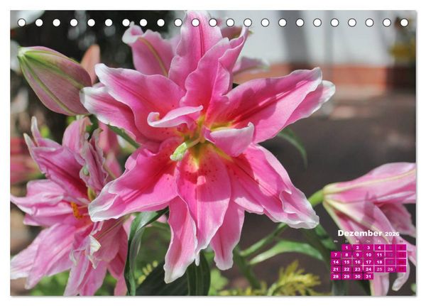 Produktbild: Lilien (Lilium) (Tischkalender 2026 DIN A5 quer), CALVENDO Monatskalender