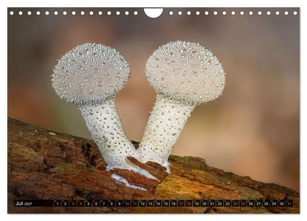 Produktbild: Kunstgalerie Wald - die verborgene Welt der Pilze (Wandkalender 2027 DIN A4 quer), CALVENDO Monatskalender