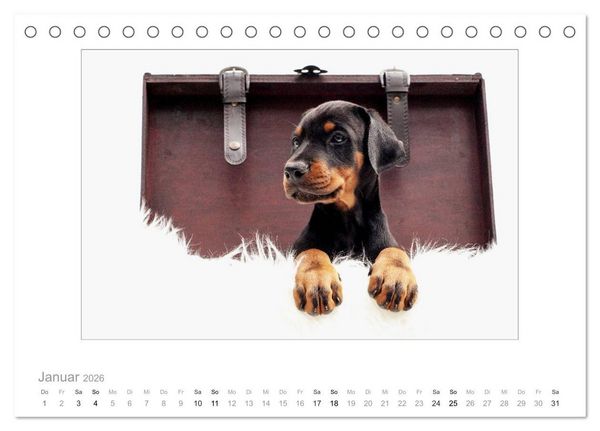 Produktbild: Dobermann Welpen (Tischkalender 2026 DIN A5 quer), CALVENDO Monatskalender