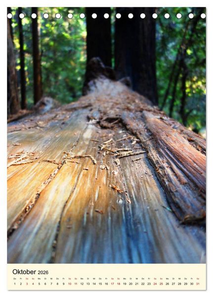 Produktbild: Redwoods - Faszination Mammutb&auml;ume (Tischkalender 2026 DIN A5 hoch), CALVENDO Monatskalender