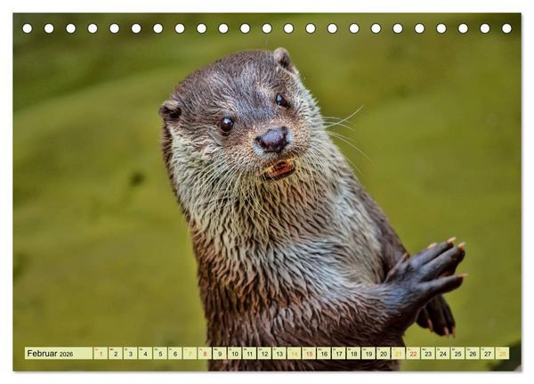 Produktbild: Fischotter - putzige Kerlchen und elegante Schwimmer (Tischkalender 2026 DIN A5 quer), CALVENDO Monatskalender
