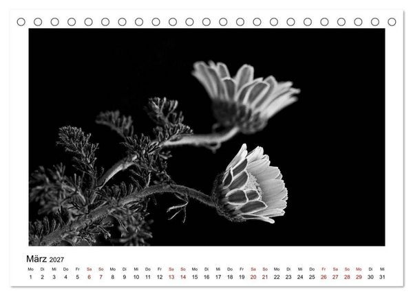 Produktbild: Die grafische Sch&ouml;nheit der Pflanzen &ndash; Schwarz-Wei&szlig; (Tischkalender 2027 DIN A5 quer), CALVENDO Monatskalender