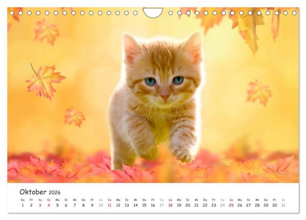 Produktbild: K&auml;tzchen 2026 (Wandkalender 2026 DIN A4 quer), CALVENDO Monatskalender