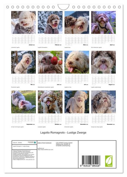Produktbild: Lagotto Romagnolo - Lustige Zwerge (Wandkalender 2026 DIN A4 hoch), CALVENDO Monatskalender